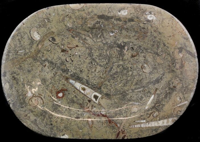 Fossil Orthoceras & Goniatite Plate - Stoneware #51427
